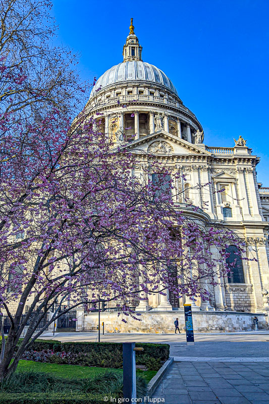 Albero di ciliegio davanti alla Cattedrale di St.Pauk's, Londra