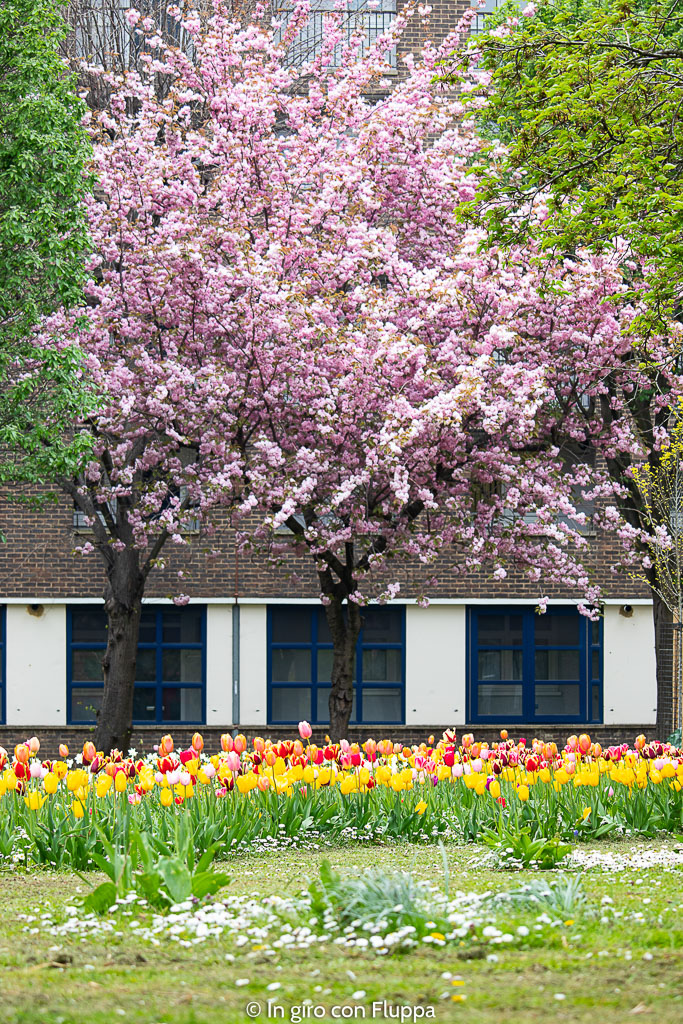 Ciliegio e tulipani a Jamaica Road, Londra