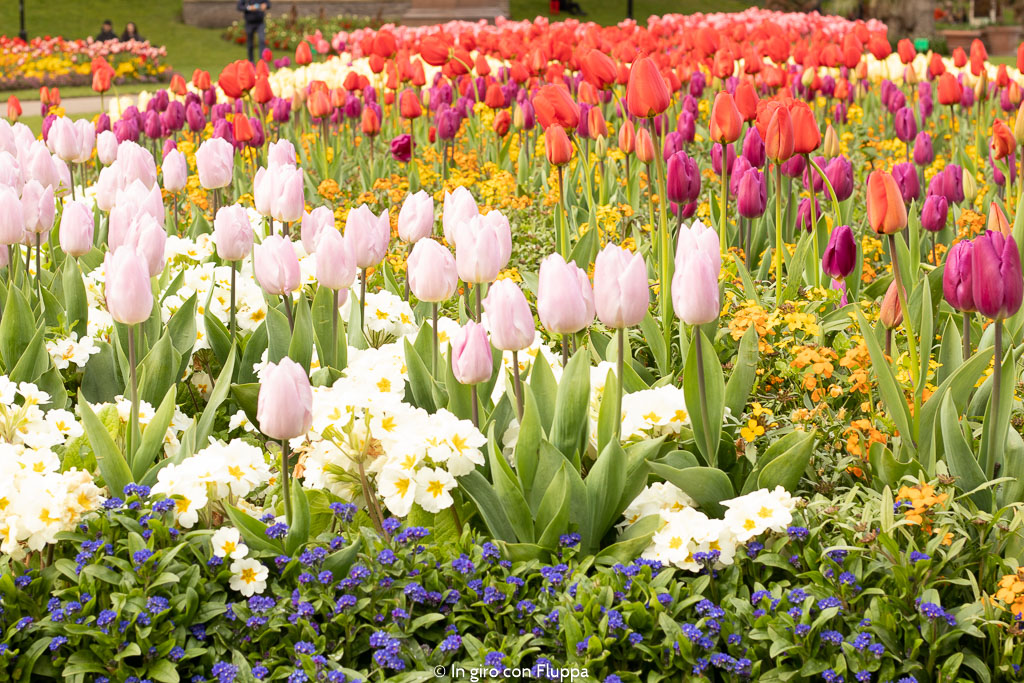 Tulipani a Victoria Embankment Gardens