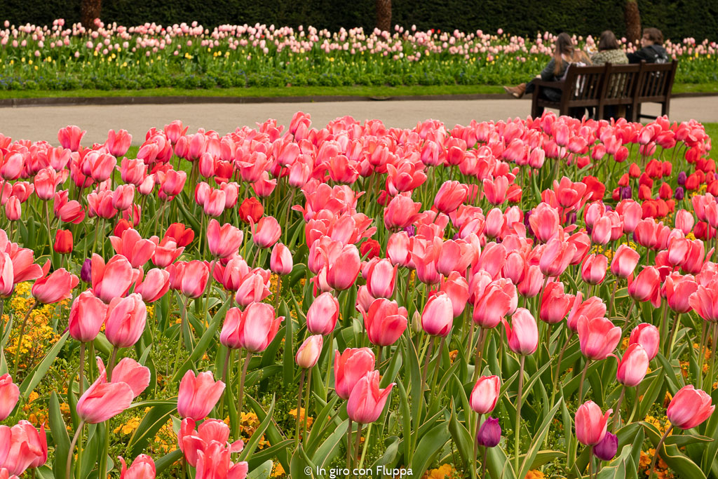 Tulipani a Victoria Embankment Gardens