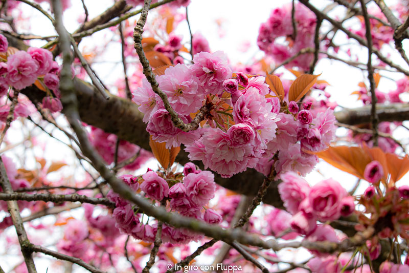 Fiori di ciliegio nel parco di Greenwich