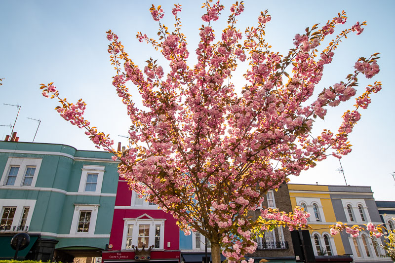 Ciliegio a Portobello Road