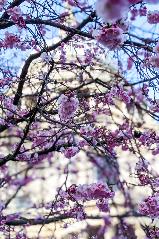 Albero di ciliegio davanti alla Cattedrale di St.Pauk's, Londra. Dettaglio dei fiori.