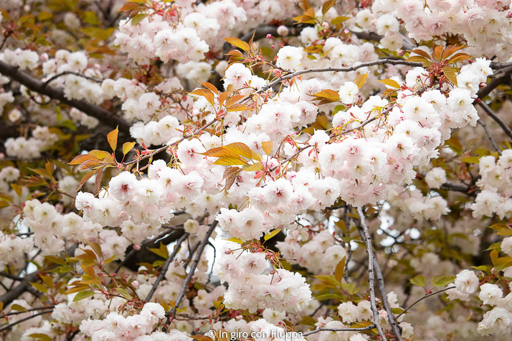 Fiori di ciliegio a Jamaica Road, Londra