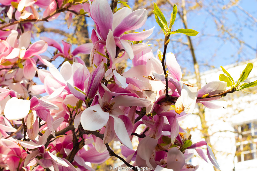 Fiore di magnolia a Kensington