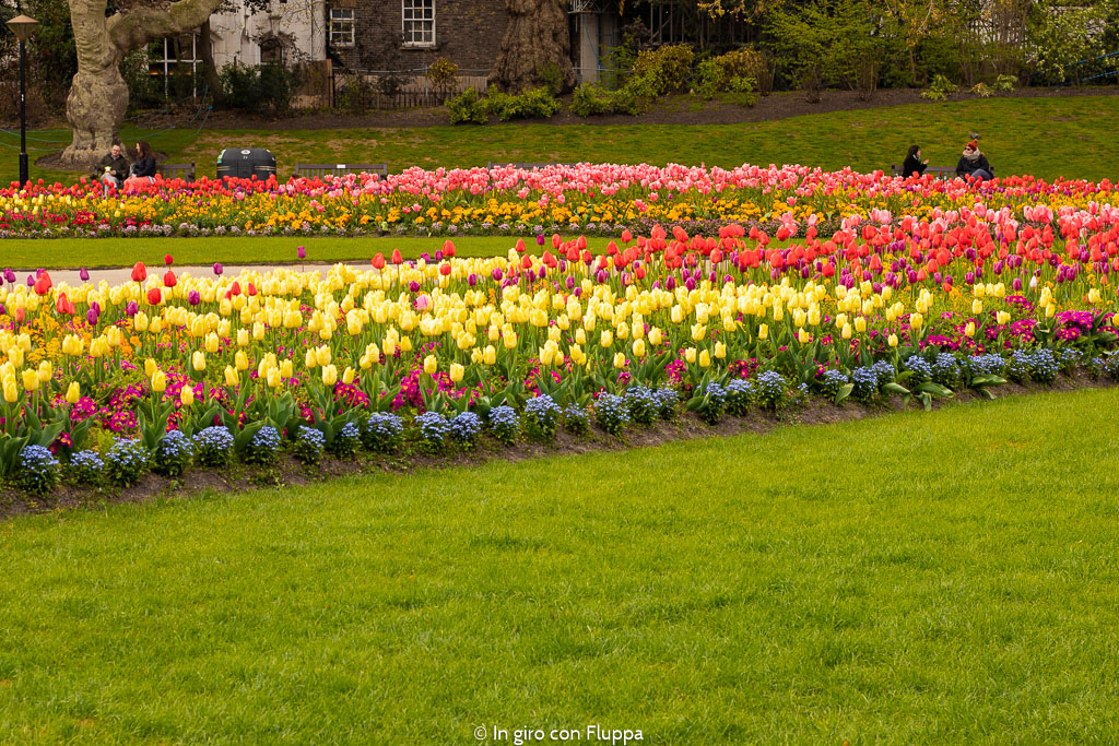 Tulipani a Victoria Embankment Gardens
