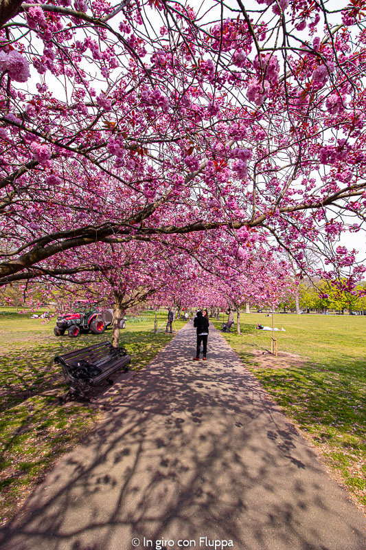 Cherry walk nel parco di Greenwich