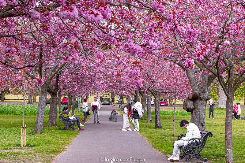 Ciliegi in fiore a Greenwich
