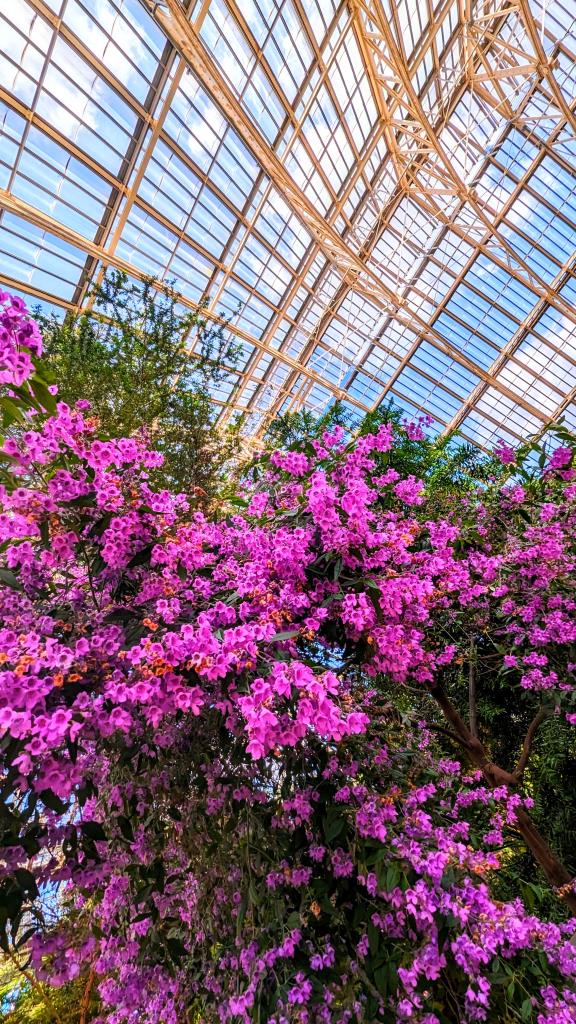 Fiori nella serra dei Kew Garden