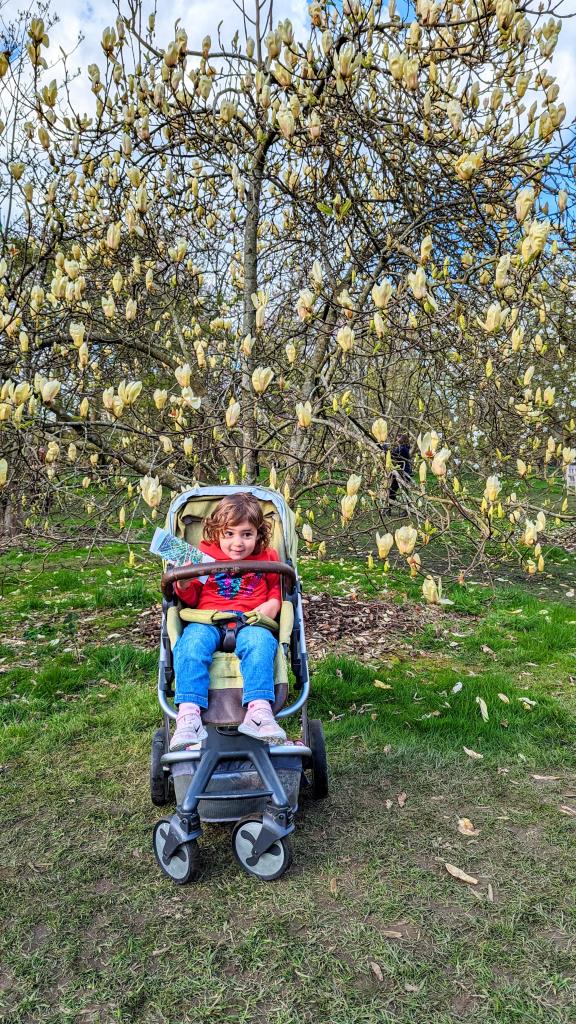 Magnolie ai Kew Hardens