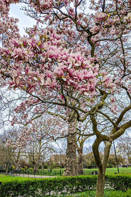 Albero di magnolia nel Kennington Park, Londra