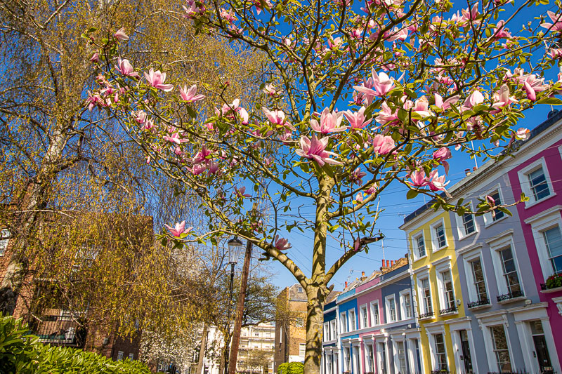 Magnolia in Denbigh Terrace
