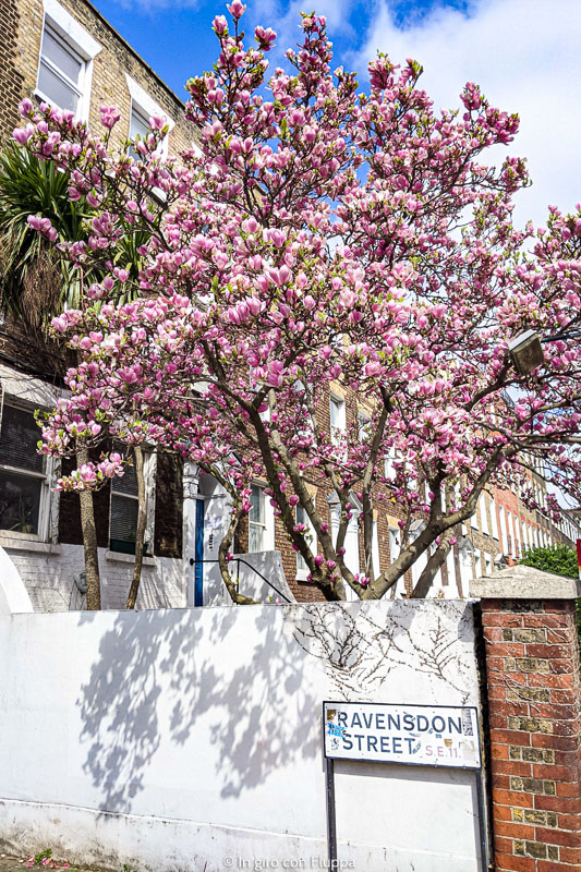Albero di magnolia in Ravensdon Street, Londra
