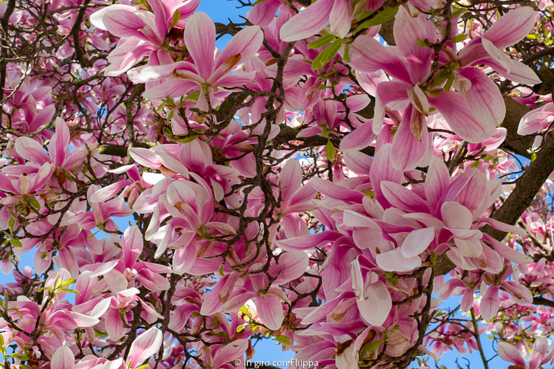 Magnolia a Victoria Road, Kensington