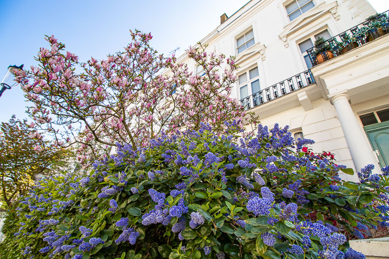 Magnolia in Denbigh Road