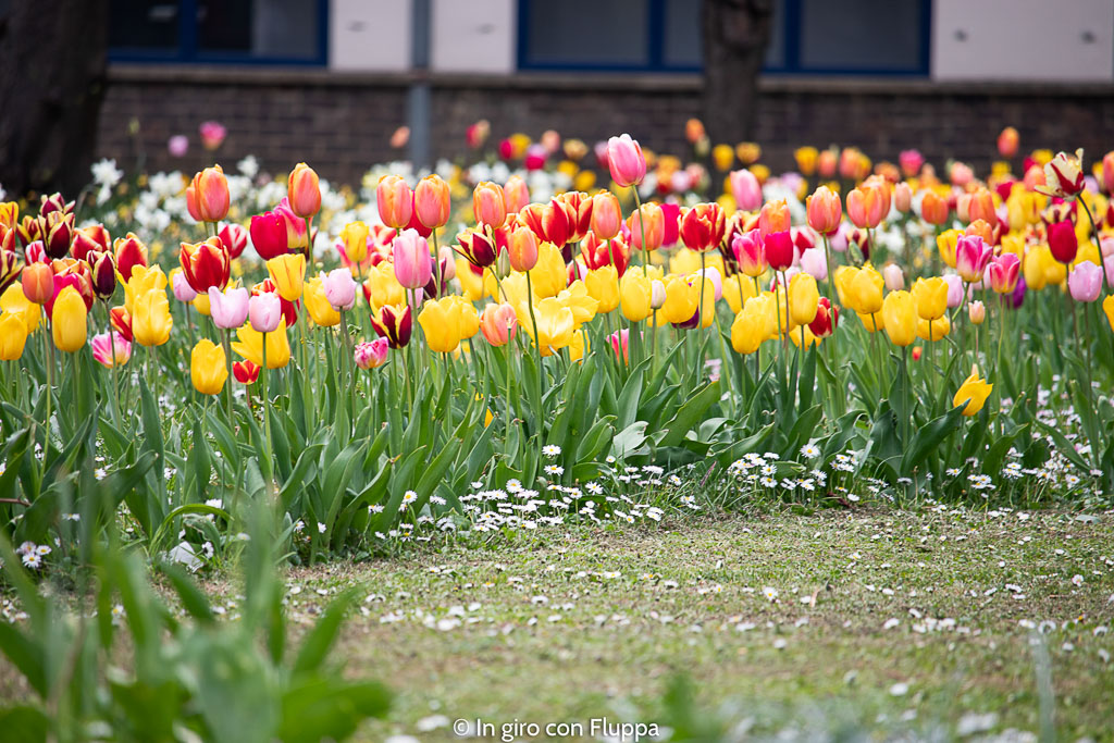 Tulipani a Jamaica Road, Londra
