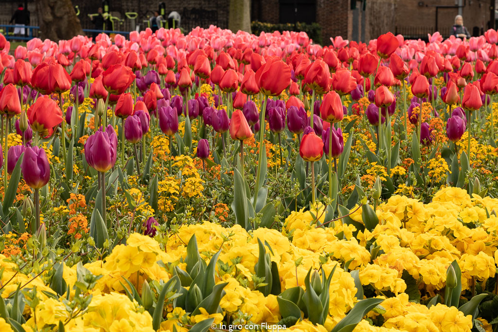 Tulipani a Victoria Embankment Gardens