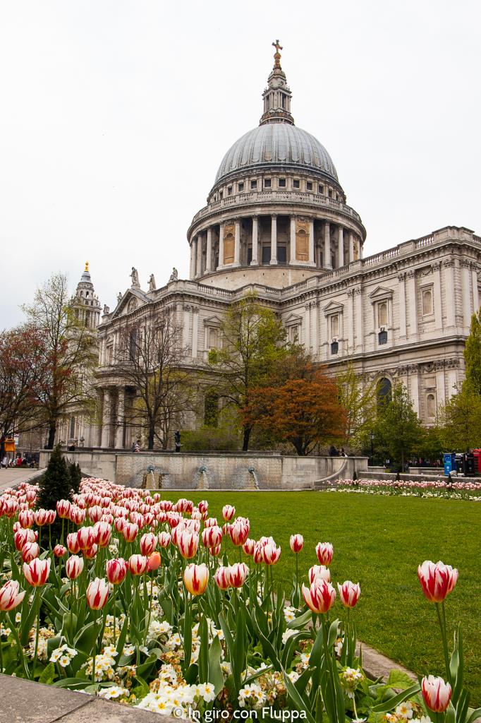 Tulipani nel giardino della Cattedrale di St.Pauk's, Londra