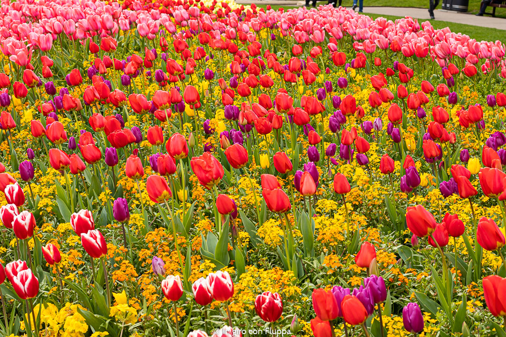 Tulipani a Victoria Embankment Gardens