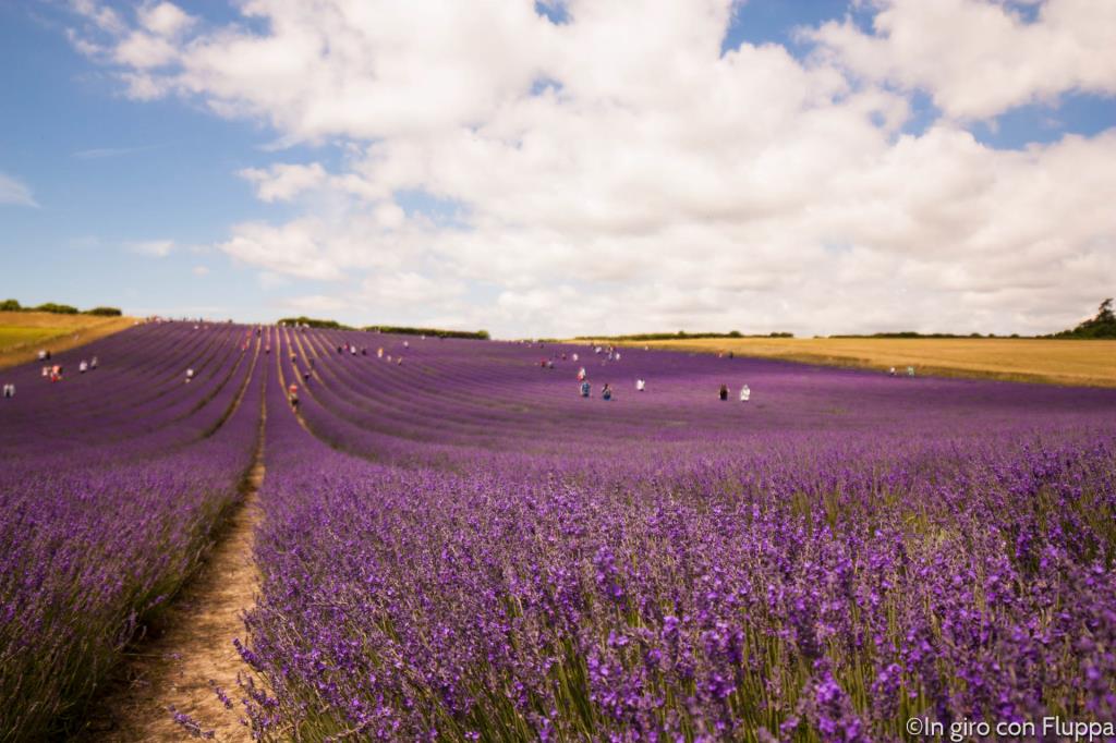 Lordington lavender field Lordington lavender field