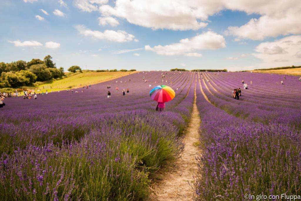 Lordington lavender field
