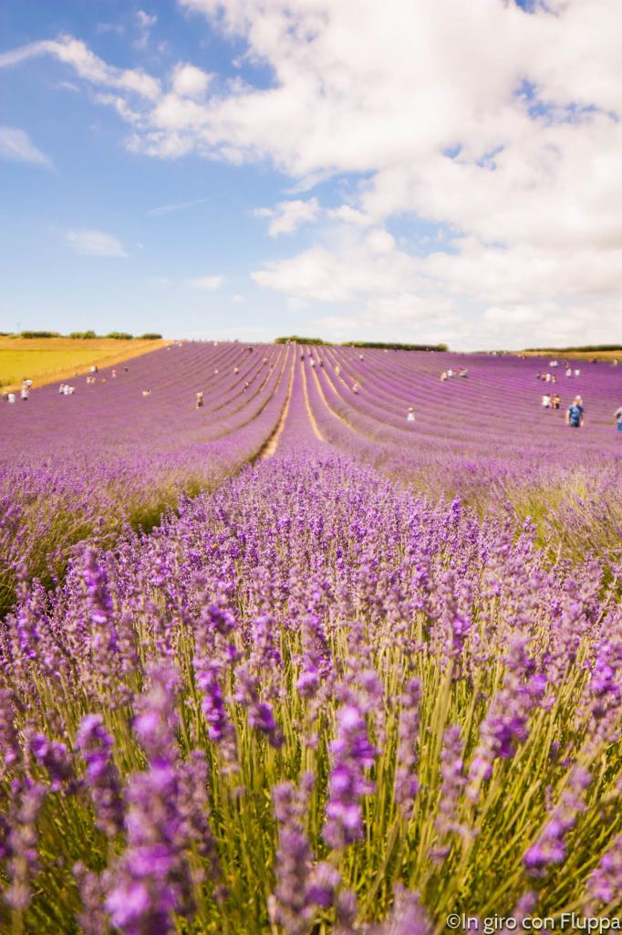 Lordington lavender field