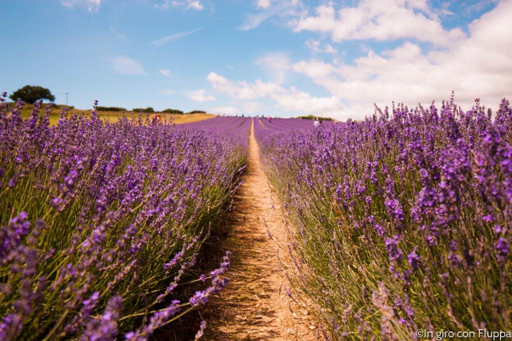 Lordington lavender field