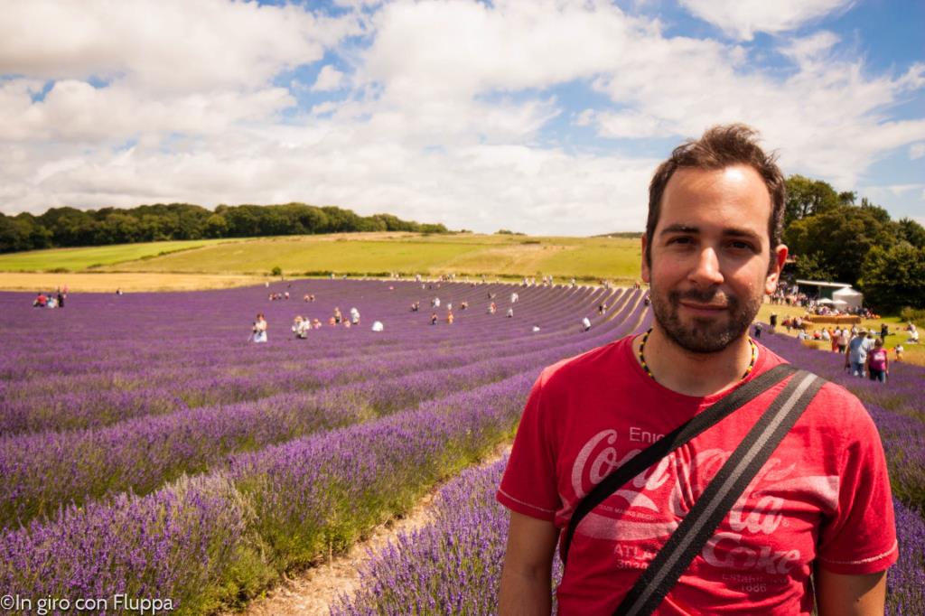 Lordington lavender field