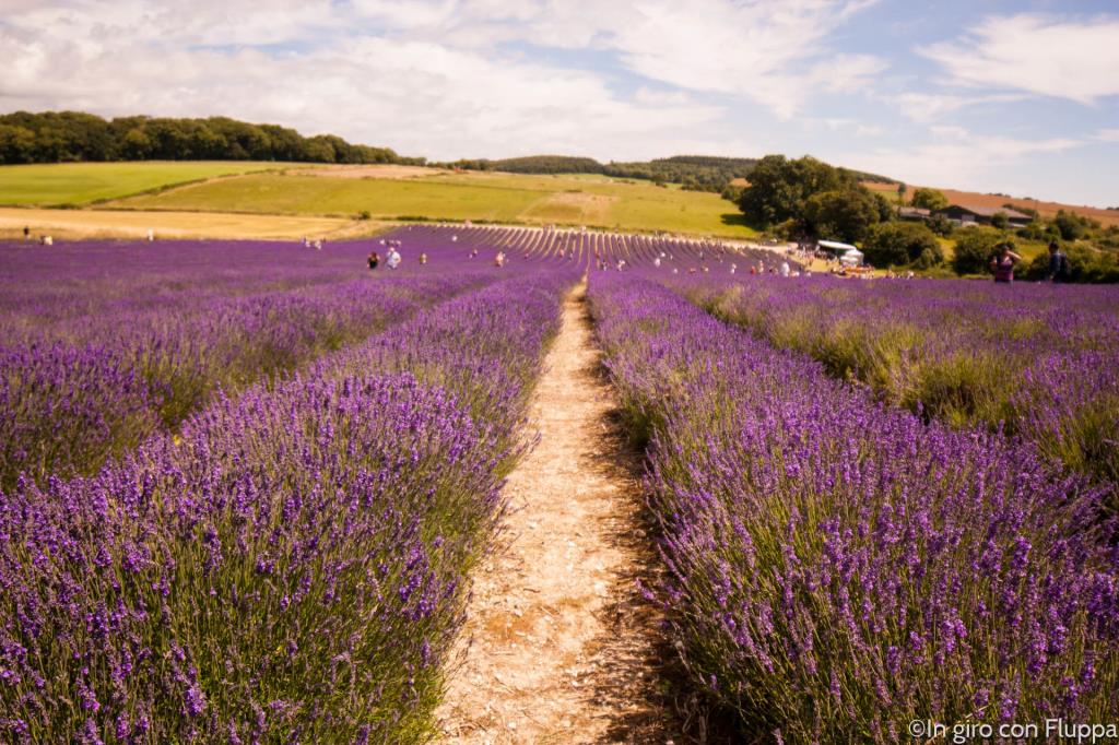 Lordington lavender field