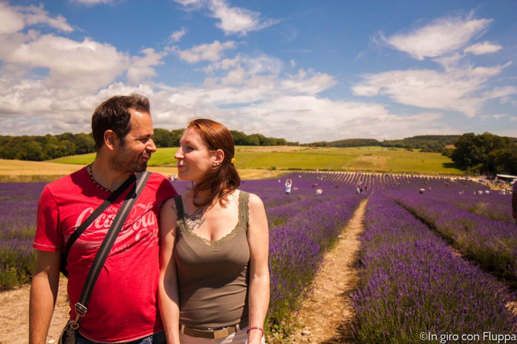 Lordington lavender field