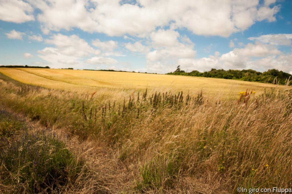 Lordington lavender field