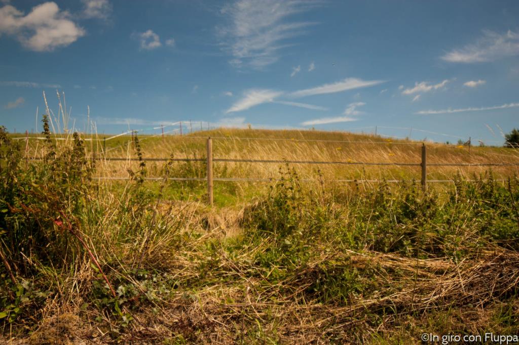 Lordington lavender field