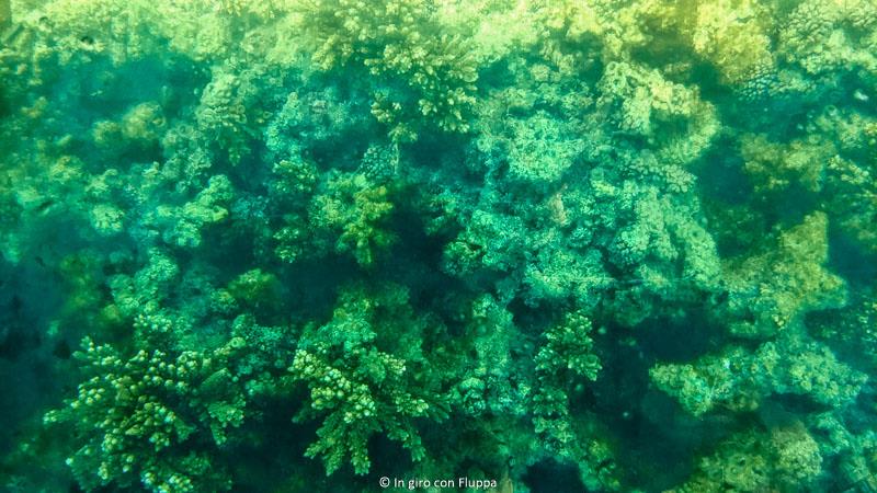 Escursione su barca con fondo di vetro a Bain Boeuf beach, Mauritius