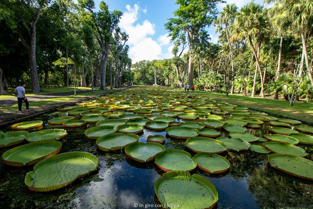Ninfee giganti ai Pamplemousses Botanical Gardens, Mauritius