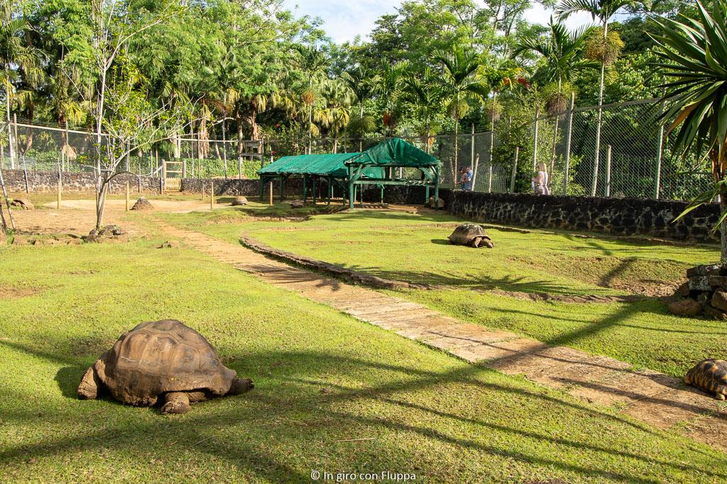 Tartarughe di terra ai Pamplemousses Botanical Gardens, Mauritius