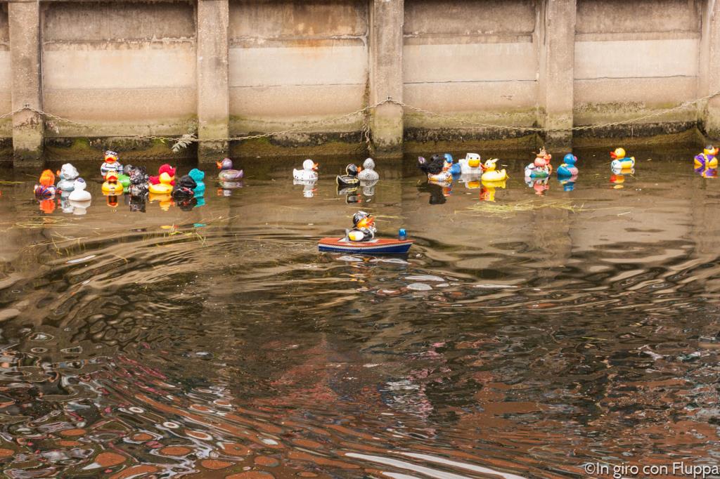 Norwich - duck race
