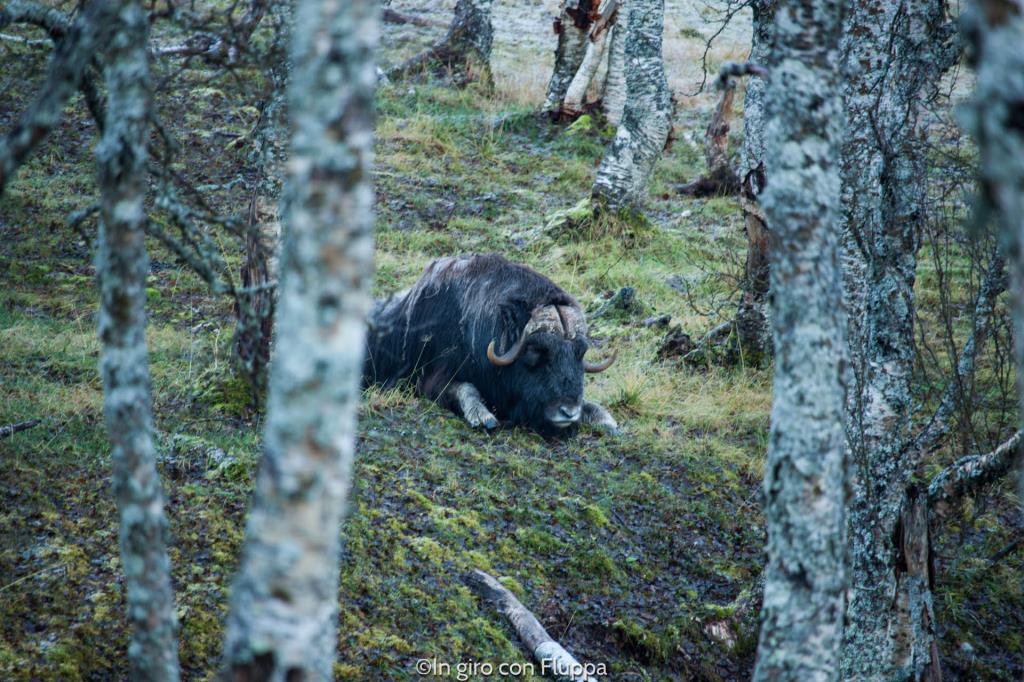 Bue muschiato al Polar Park di Bardu, Tromsø