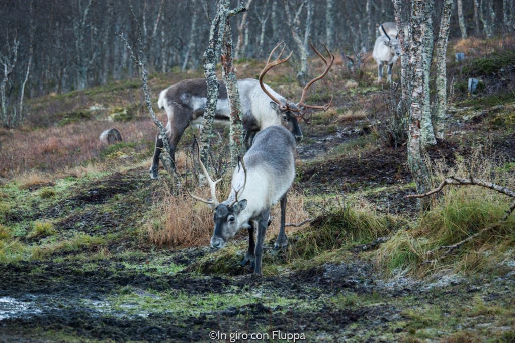 Renne del Polar Park di Bardu, Tromsø