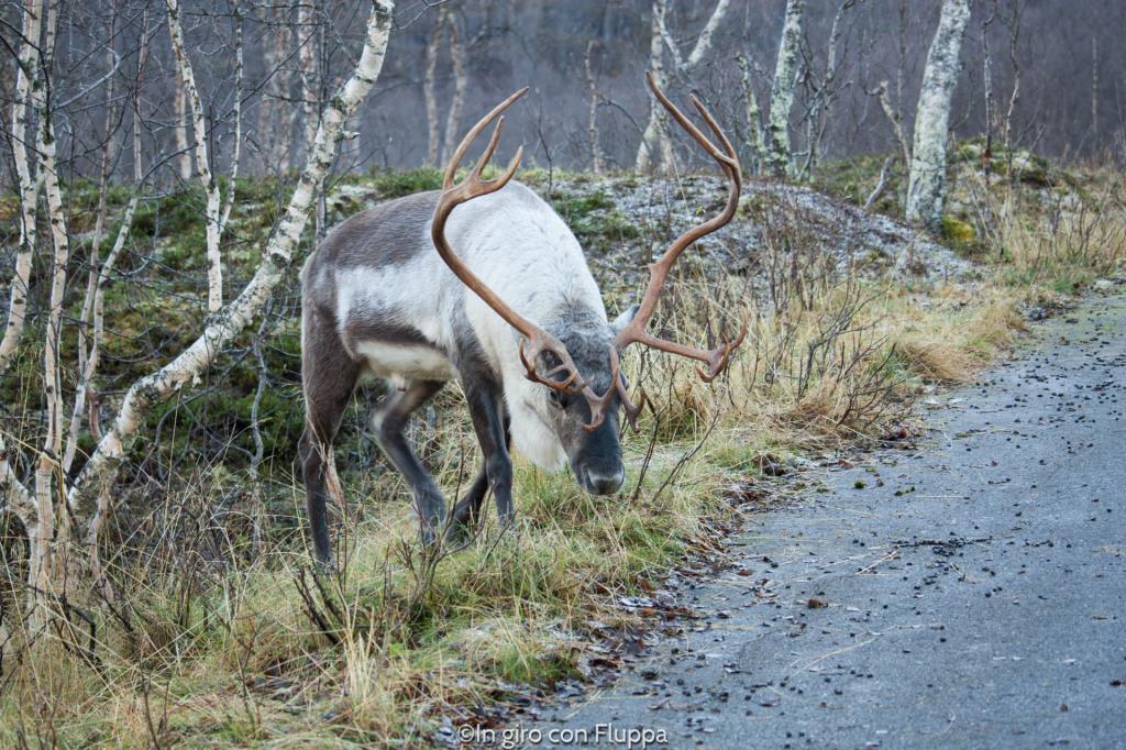 Renne del Polar Park di Bardu, Tromsø