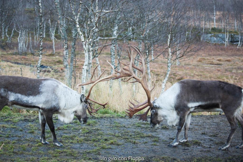 Renne del Polar Park di Bardu, Tromsø