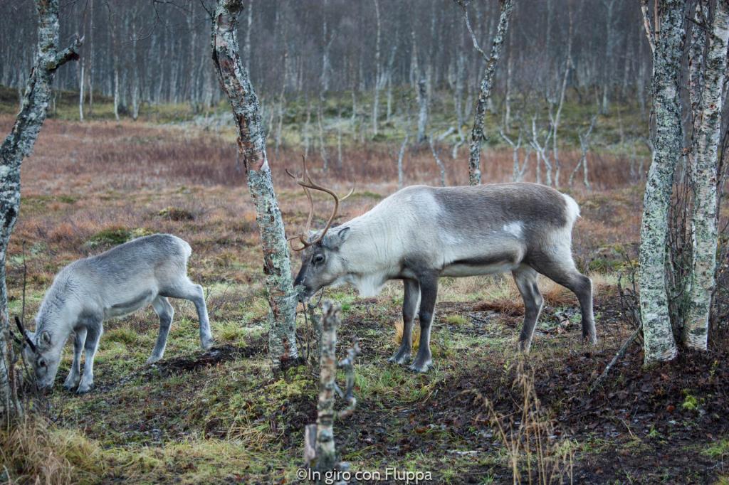Renne del Polar Park di Bardu, Tromsø