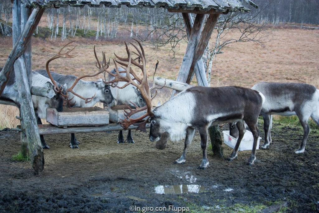 Renne del Polar Park di Bardu, Tromsø