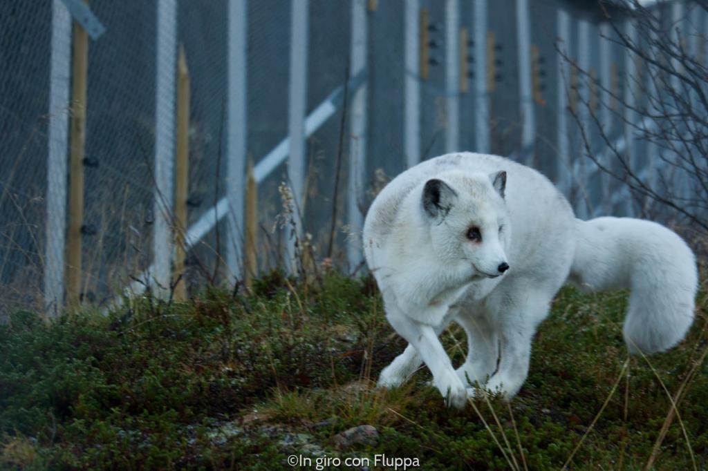 Volpe artica al Polar Park di Bardu, Tromsø