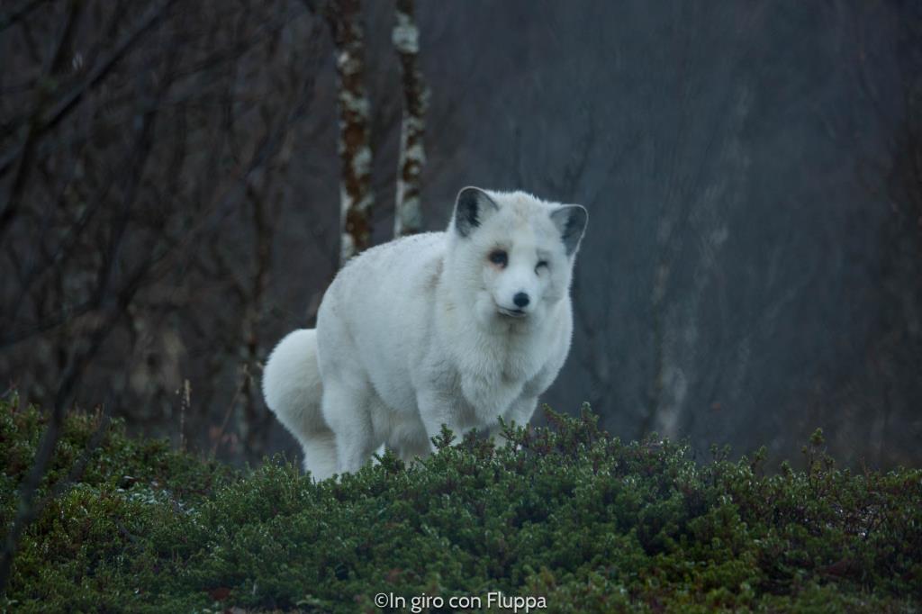 Volpe artica al Polar Park di Bardu, Tromsø