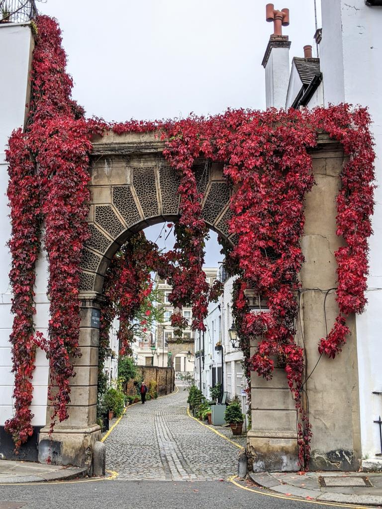 Edera rossa a Kynance Mews