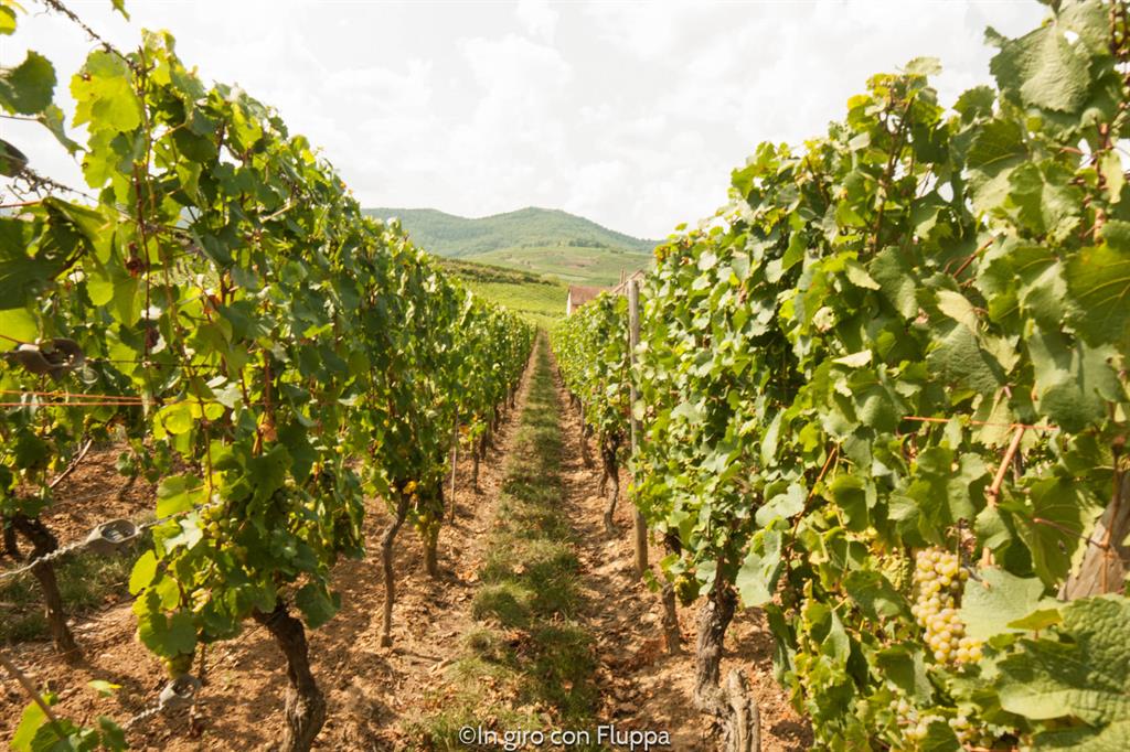 Strada dei vini alsaziana - vigneti