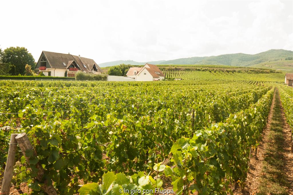 Strada dei vini alsaziana - vigneti
