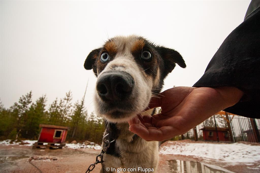 Copertina del post "Attività da fare a Rovaniemi in autunno: escursione in quad con gli husky"