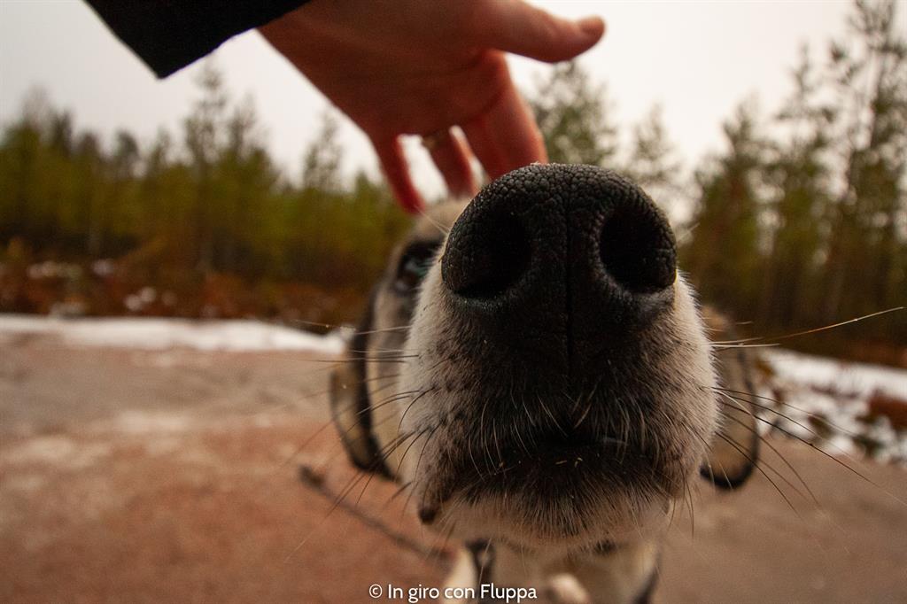 Attività da fare a Rovaniemi in autunno: escursione in quad con gli husky