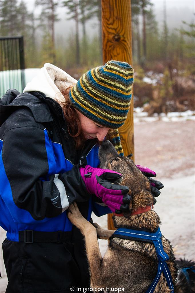 Attività da fare a Rovaniemi in autunno: escursione in quad con gli husky